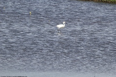 Egretta rufescens
