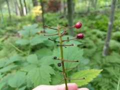 Actaea × ludovicii