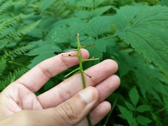 Actaea × ludovicii