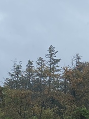 Chamaecyparis thyoides thyoides