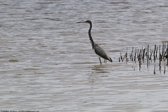 Egretta tricolor