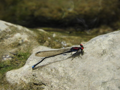 Argia cuprea