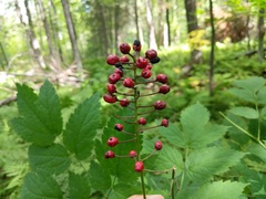 Actaea × ludovicii