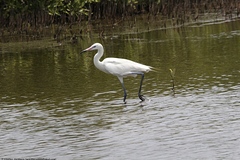 Egretta rufescens