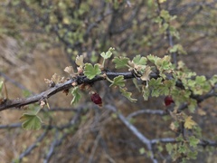Ribes velutinum