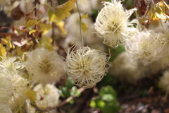 Clematis lasiantha