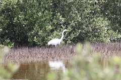 Ardea alba