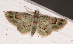 Calluga costalis