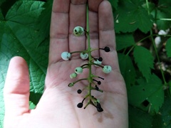 Actaea × ludovicii