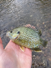 Lepomis gibbosus × cyanellus