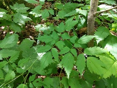 Actaea × ludovicii