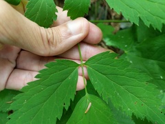 Actaea × ludovicii