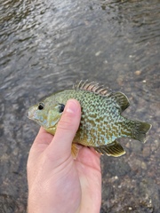 Lepomis gibbosus × cyanellus