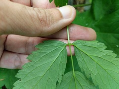 Actaea × ludovicii