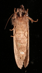 Hylaeora capucina