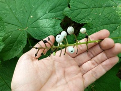 Actaea × ludovicii