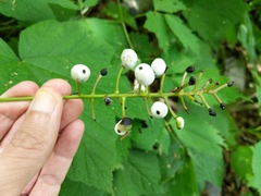 Actaea × ludovicii