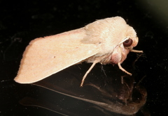 Leucania abdominalis