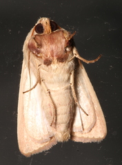 Leucania abdominalis