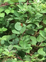 Sympetrum illotum