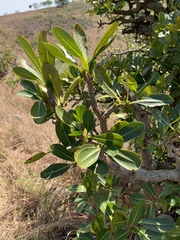 Psychotria suber