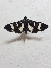 Desmia bajulalis