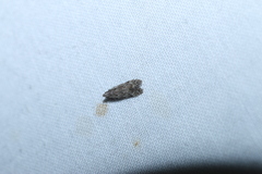 Anacampsis conclusella