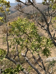 Cussonia natalensis