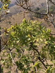Cussonia natalensis