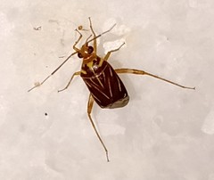 Taedia signata