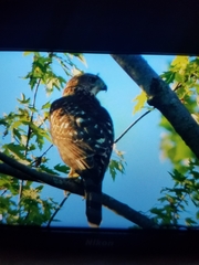 Accipiter cooperii