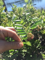 Hosackia crassifolia crassifolia