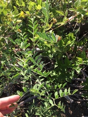 Hosackia crassifolia crassifolia