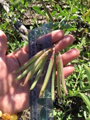 Hosackia crassifolia crassifolia