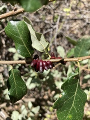 Disholcaspis pattersoni