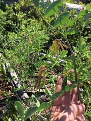 Hosackia crassifolia crassifolia