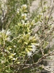 Ericameria albida