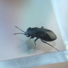 Geocoris atricolor