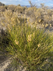 Astragalus toanus