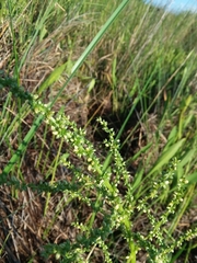Amaranthus australis
