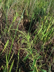 Amaranthus australis