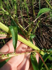 Amaranthus australis