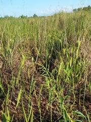 Amaranthus australis