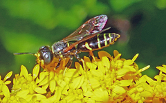 Philanthus lepidus