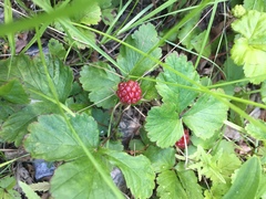 Rubus arcticus acaulis