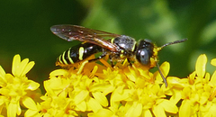 Philanthus lepidus