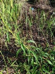Amaranthus australis
