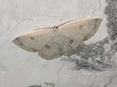 Cyclophora albipunctata