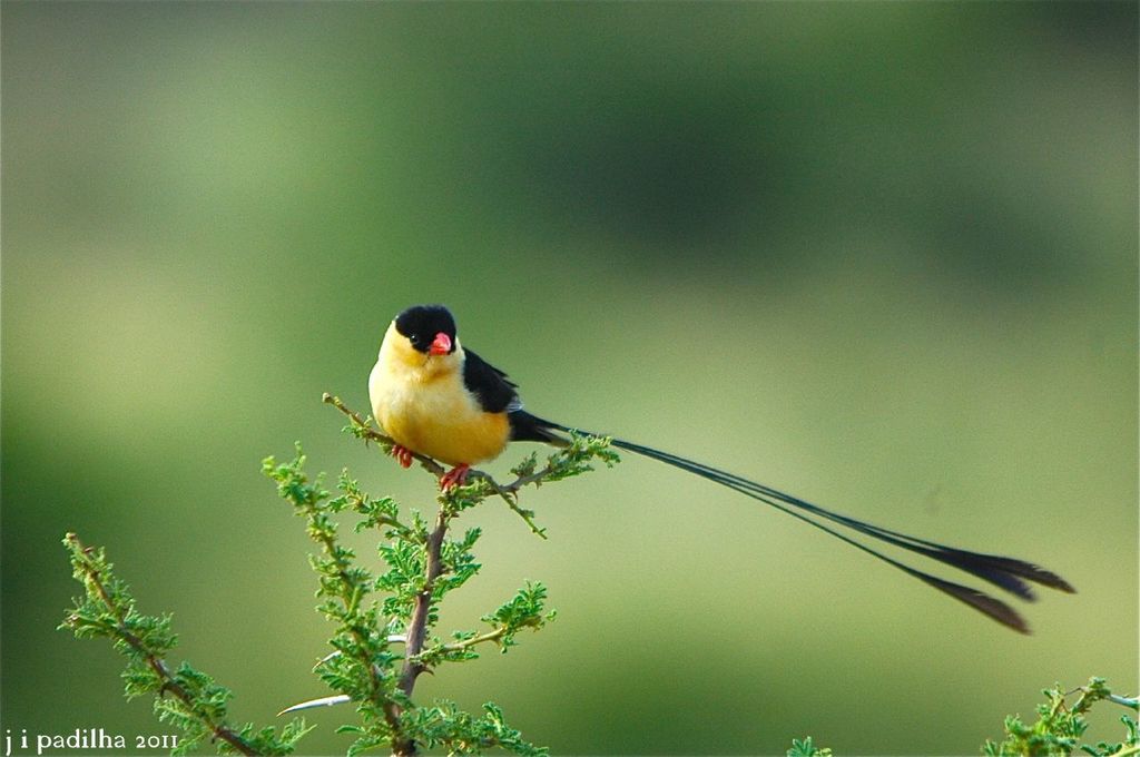 Shaft-Tailed Whydah
