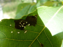 Caryomyia viscidolium